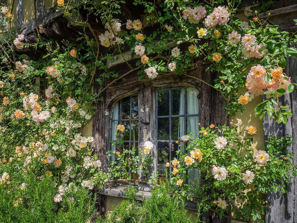 A cottage with a window and climbing roses - Cottagecore