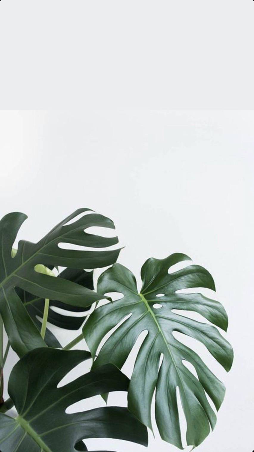 Monstera leaves on a white background - Sage green