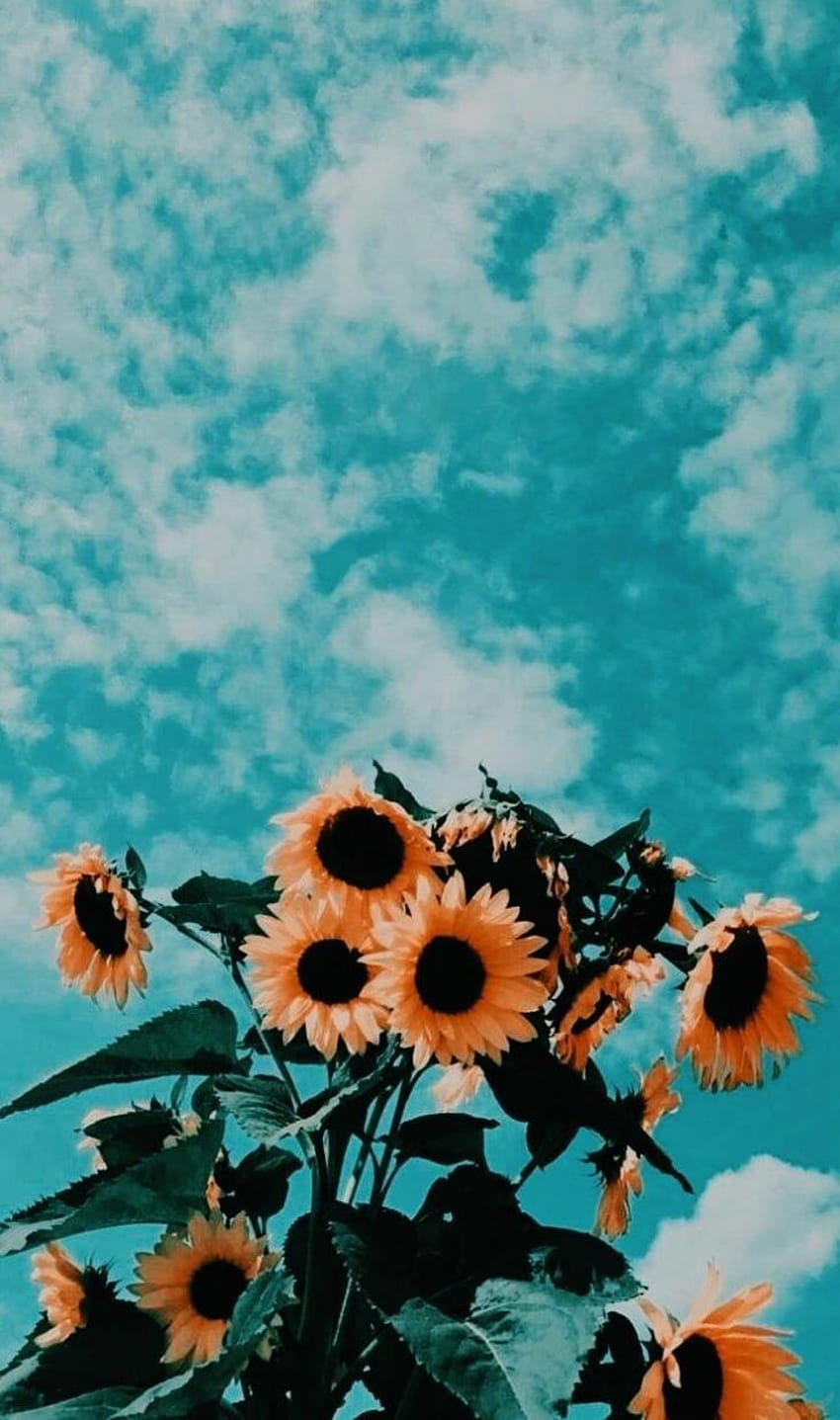A sunflower plant with orange flowers against the sky - Summer, teal
