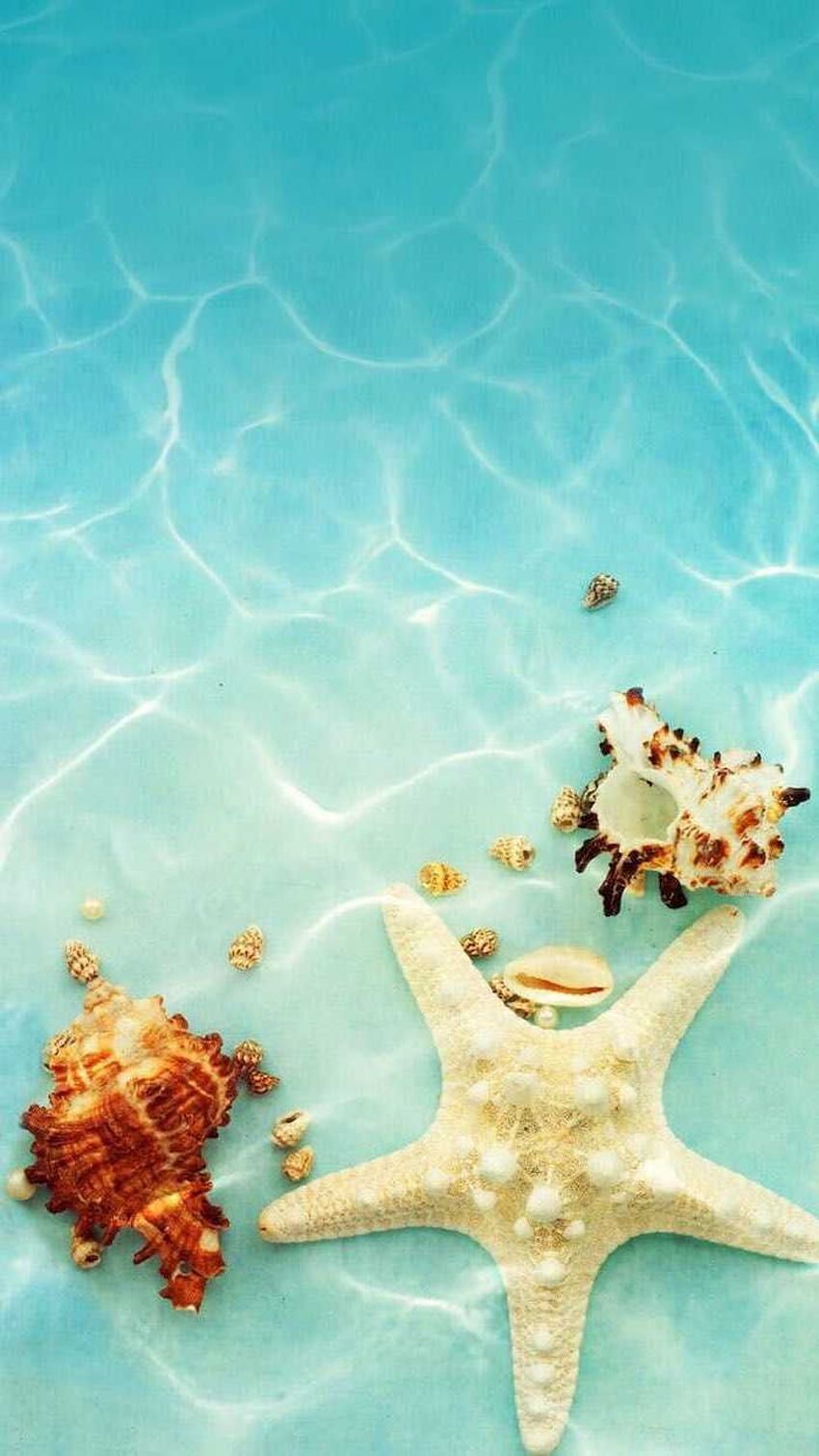 A starfish and seashells in the water - Summer, water, beach, underwater, starfish