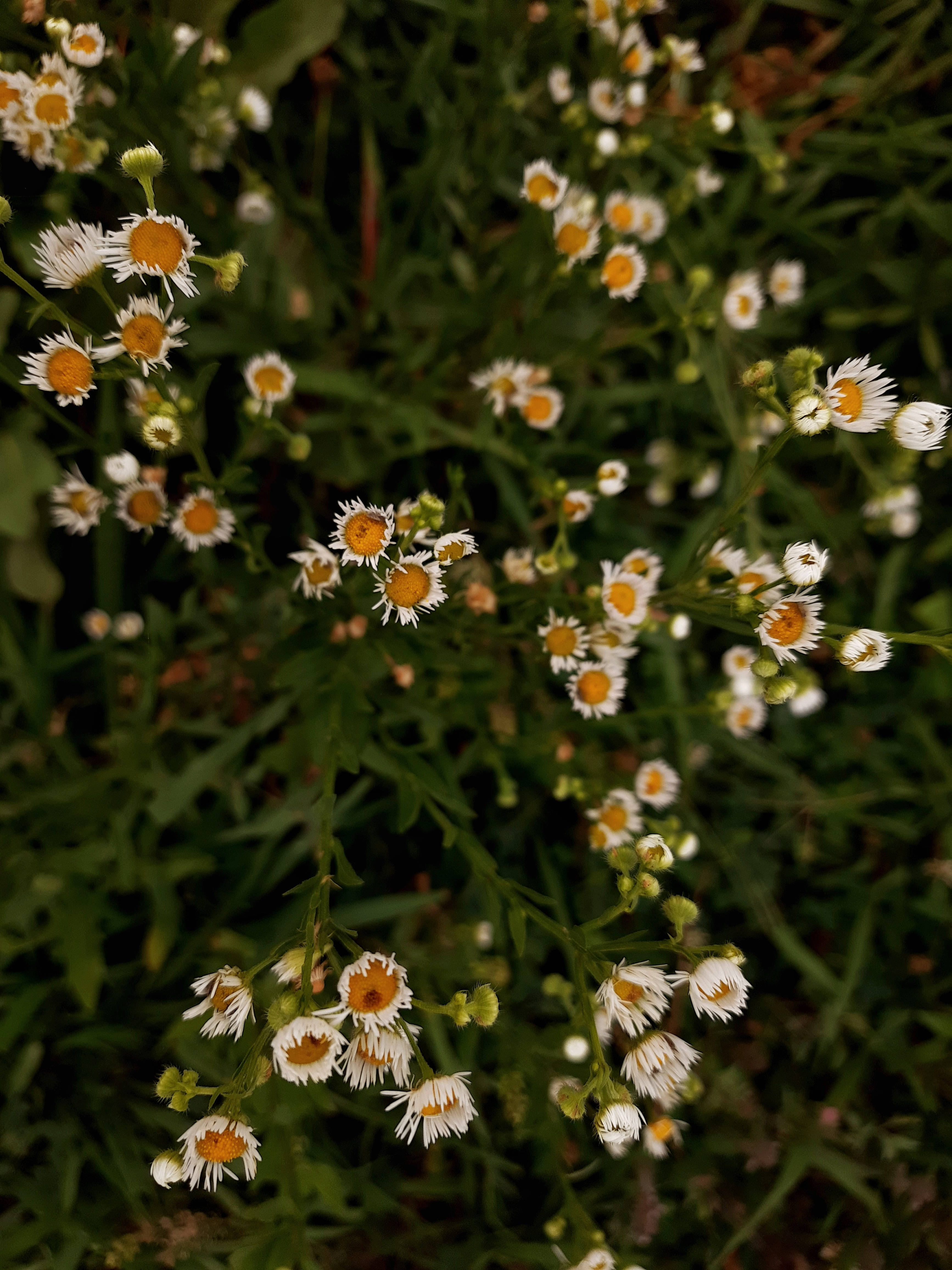 A bunch of white flowers with yellow centers - Cottagecore