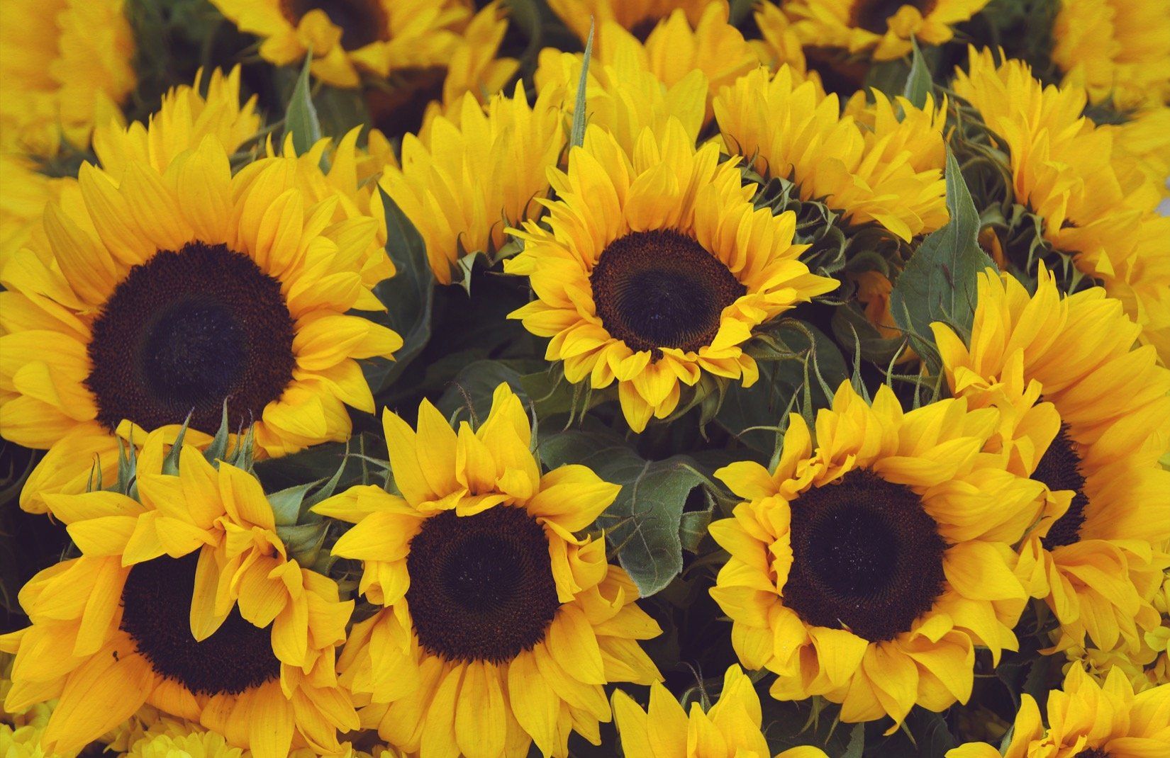 Yellow Vintage Sunflower Floral Wallpaper Mural