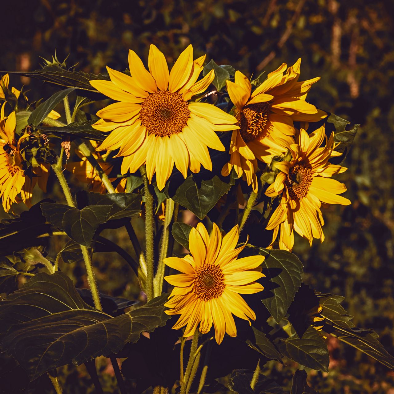 A bunch of yellow sunflowers in the sun - Sunflower