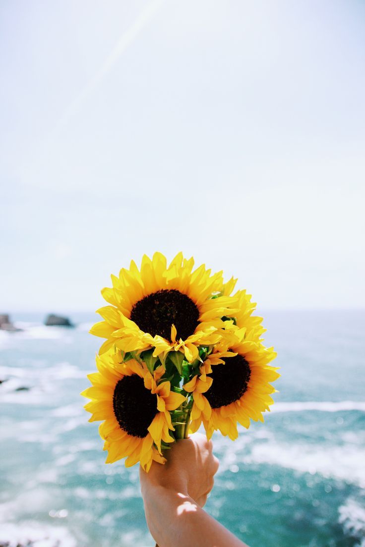 A person holding a bouquet of sunflowers in front of the ocean - Sunflower