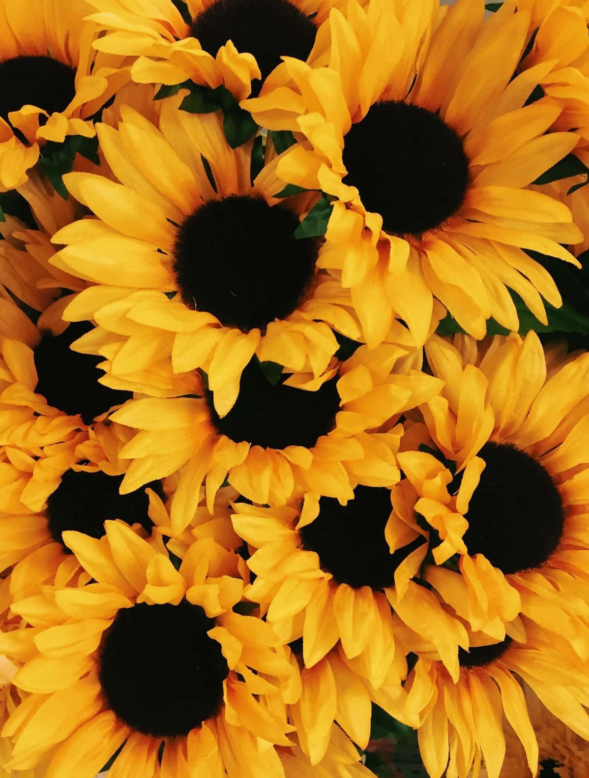 A bouquet of yellow sunflowers. - Sunflower