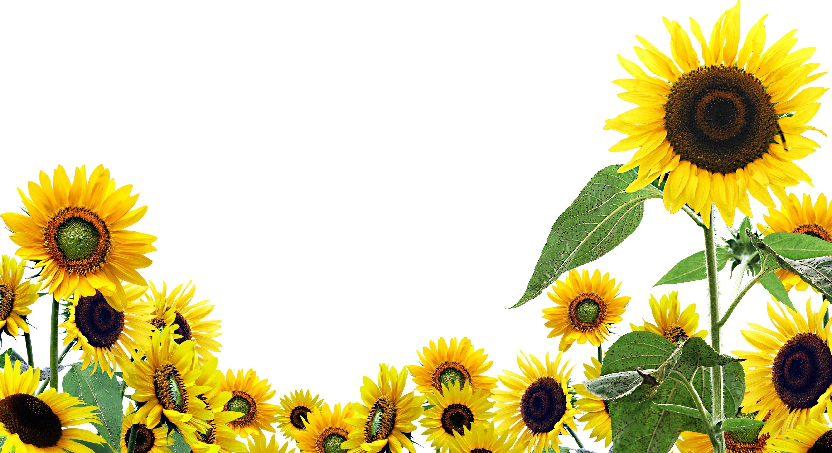 Sunflowers on a white background - Sunflower