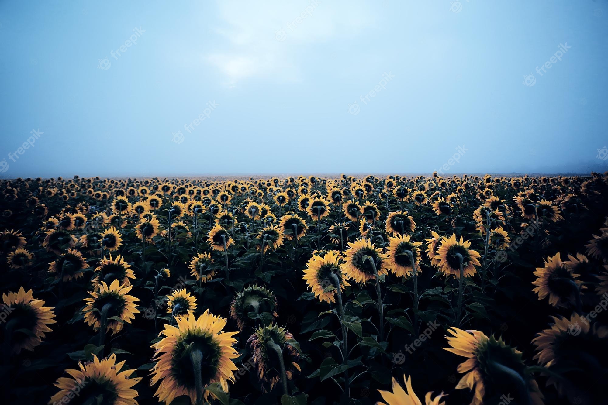 A field of sunflowers with a blue sky - Sunflower