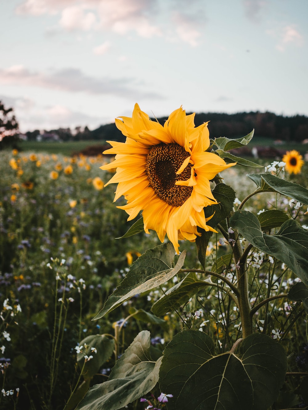 A sunflower is growing in the middle of field - Sunflower
