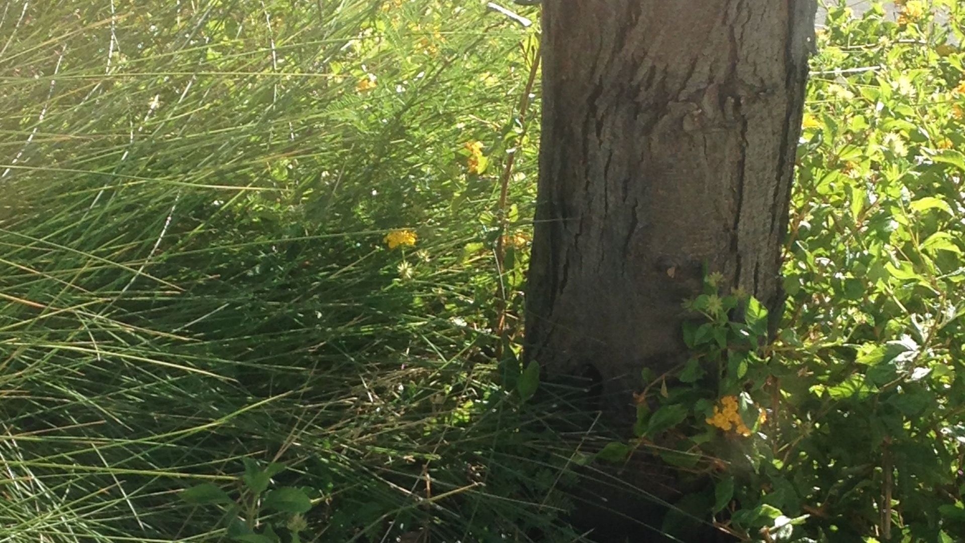 A tree trunk surrounded by grass and flowers. - Cottagecore