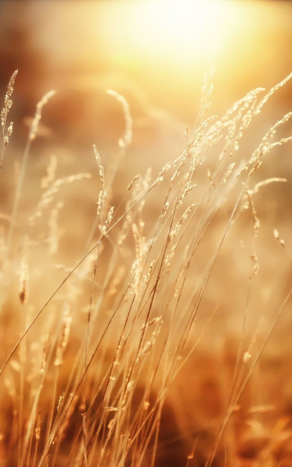 A field of tall grass in the sunlight. - Sunshine