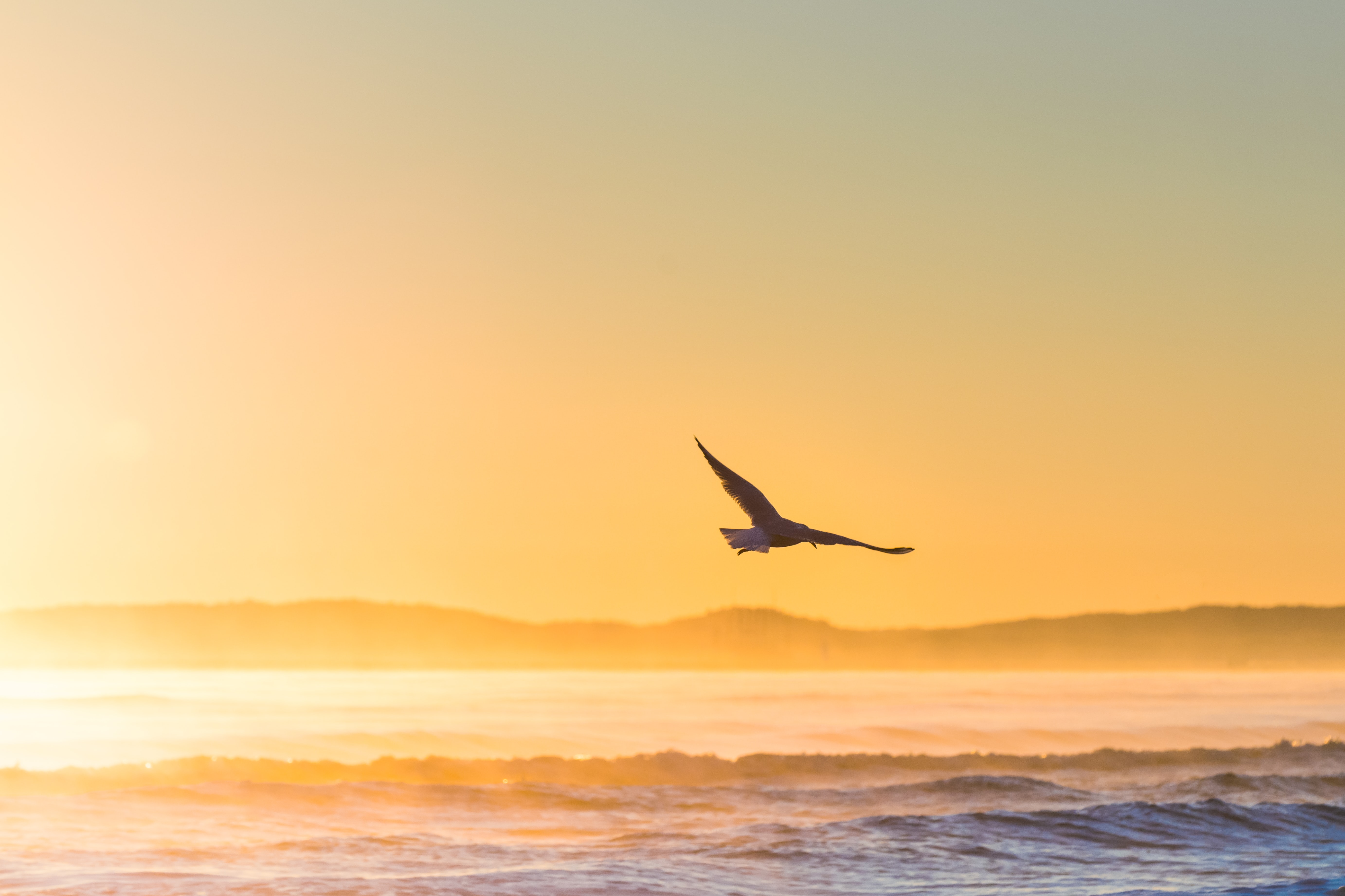 A bird flying over the ocean during a beautiful sunset. - Sunshine