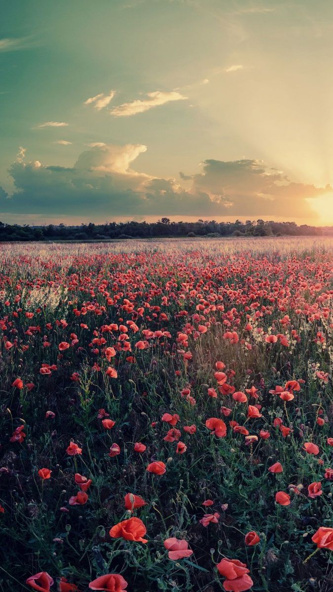 A field of poppies in the sunset - Sunshine