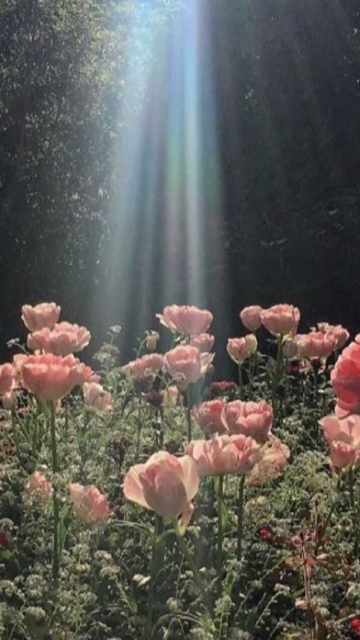 Pink flowers in a garden with sunlight shining through the trees - Cottagecore
