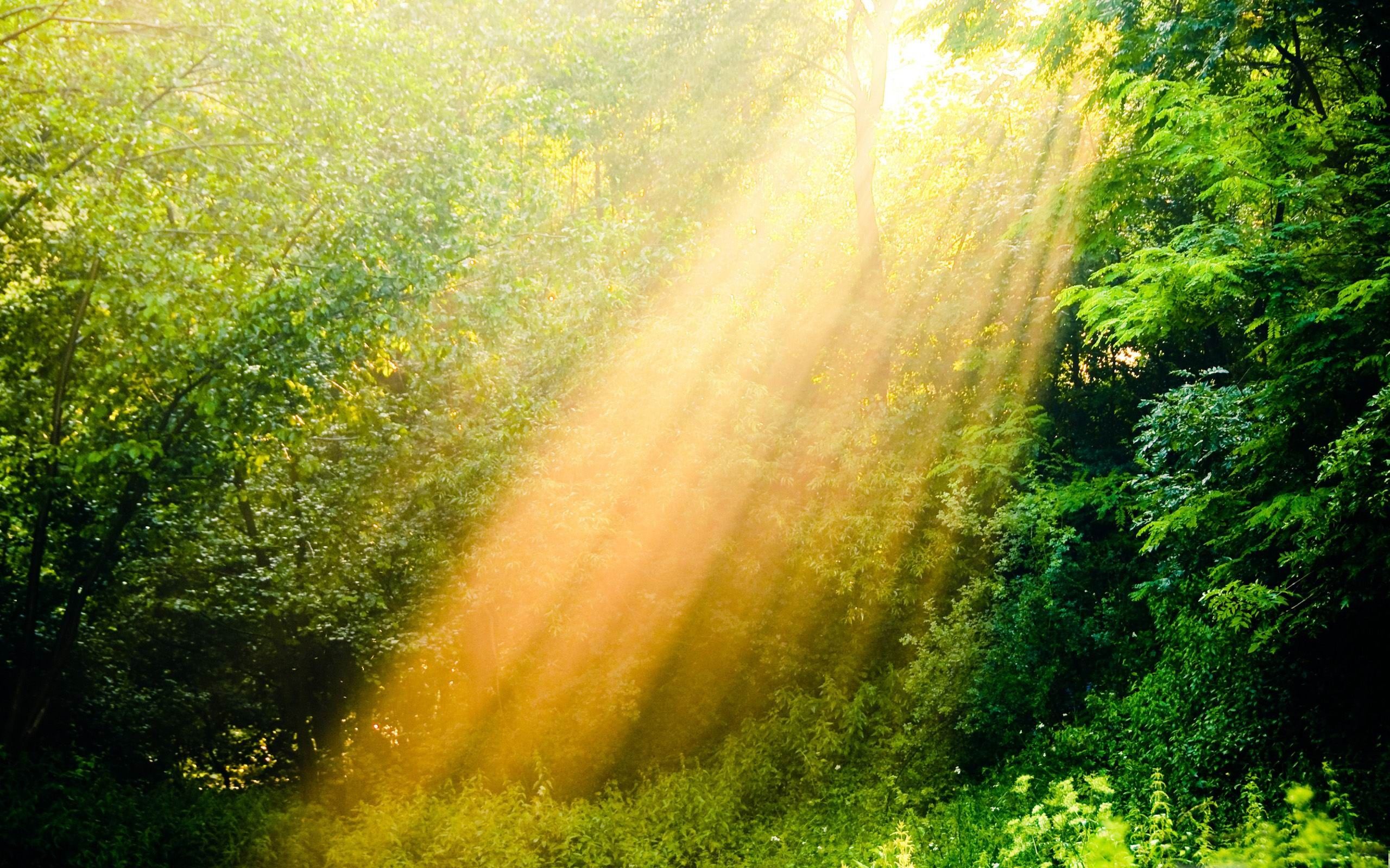 A sun shining through the trees in an open field - Sunshine