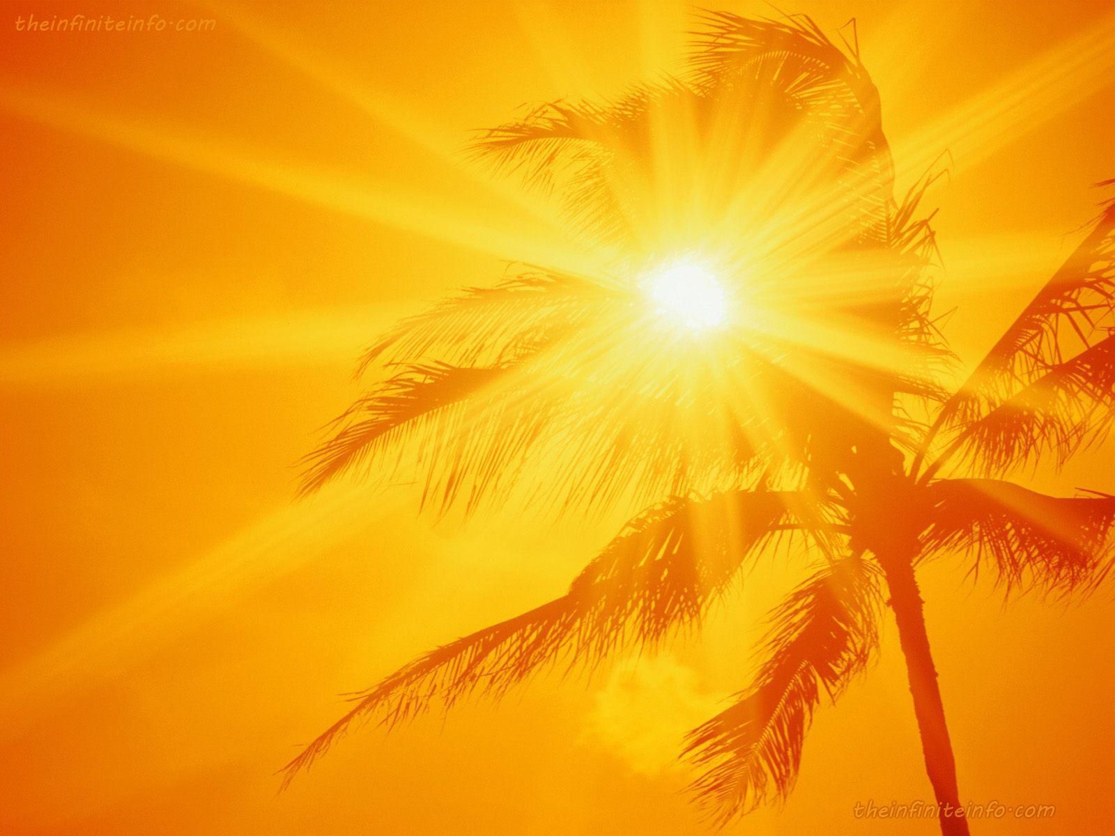 A palm tree in front of a yellow sky with the sun shining through the leaves. - Sunshine