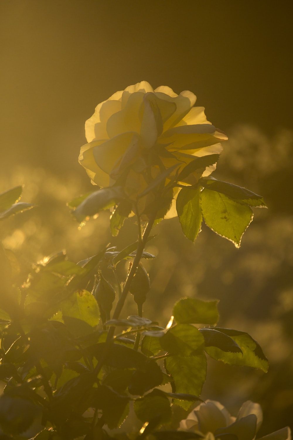 A yellow rose is in the sun - Sunshine