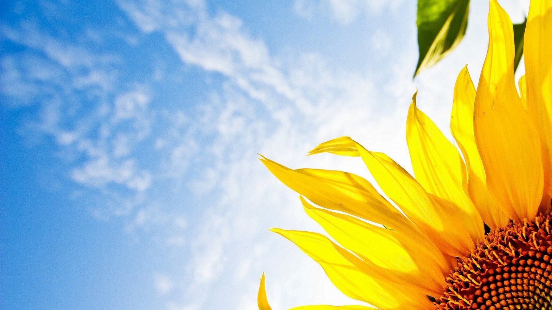A sunflower against a blue sky with white clouds - Sunshine