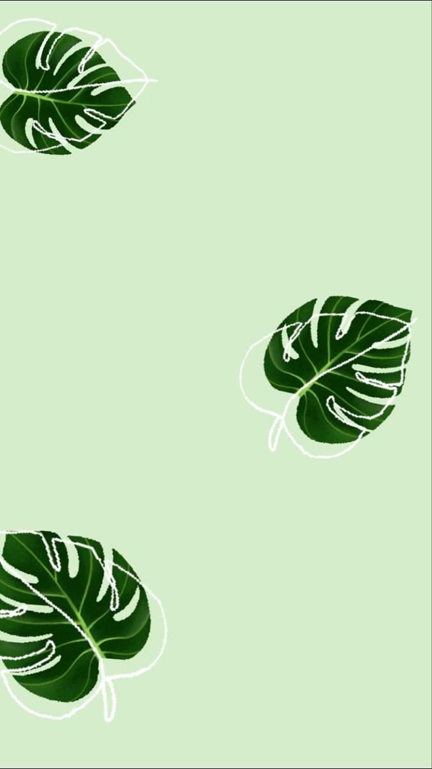 Monstera leaves on a green background - Mint green, pastel green, light green, green, leaves
