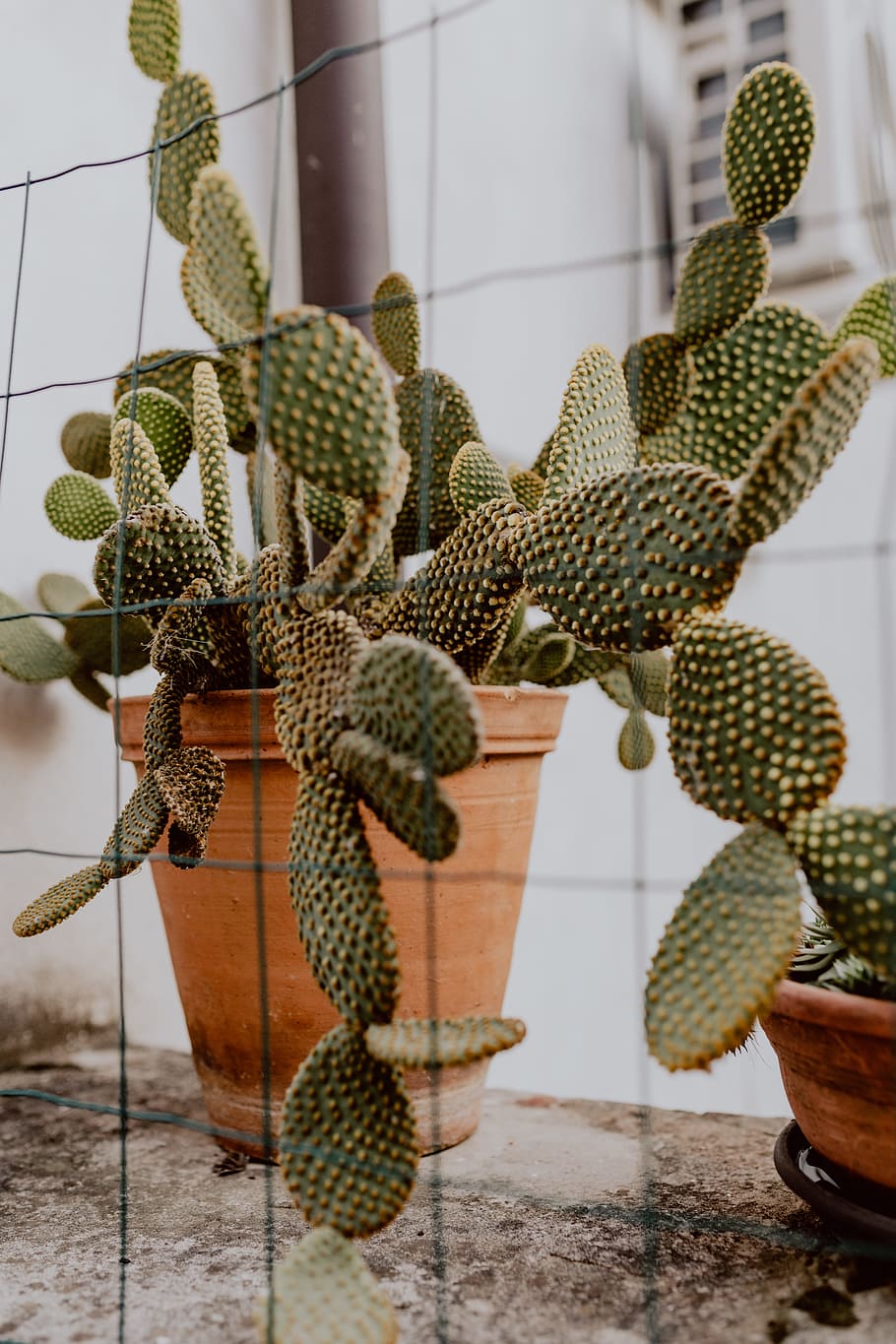 HD wallpaper: Opuntia in a ceramic pot, cactus, cacti, Prickly pear, plant