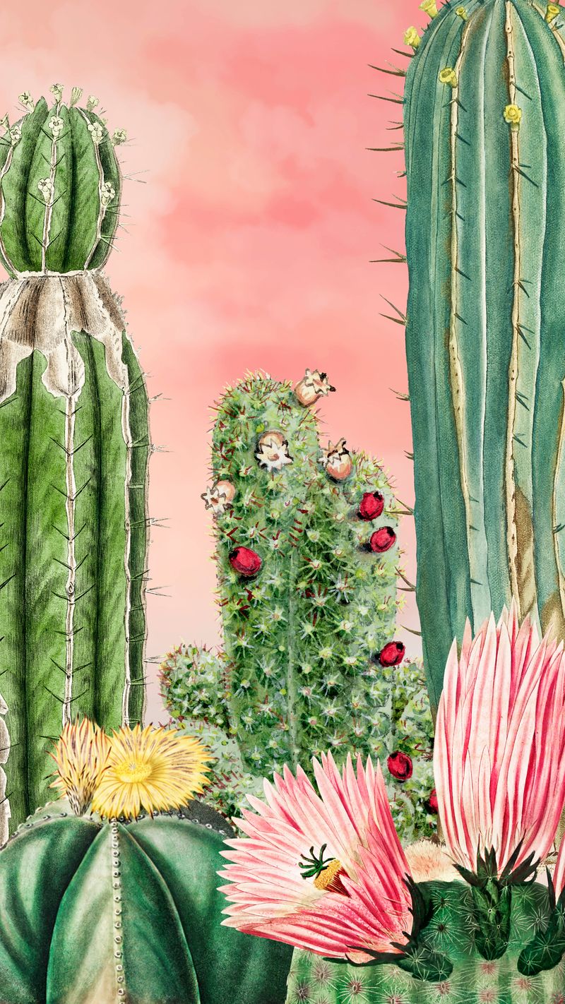 Cactus Aesthetic Wallpaper Image Wallpaper