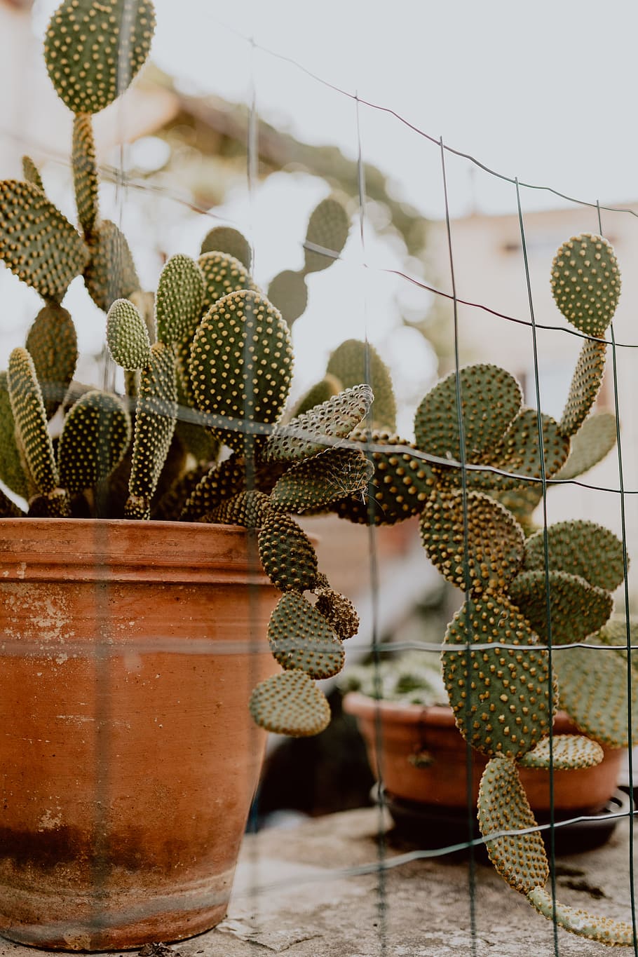 A cactus plant in pots sitting on top of some wood - Cactus