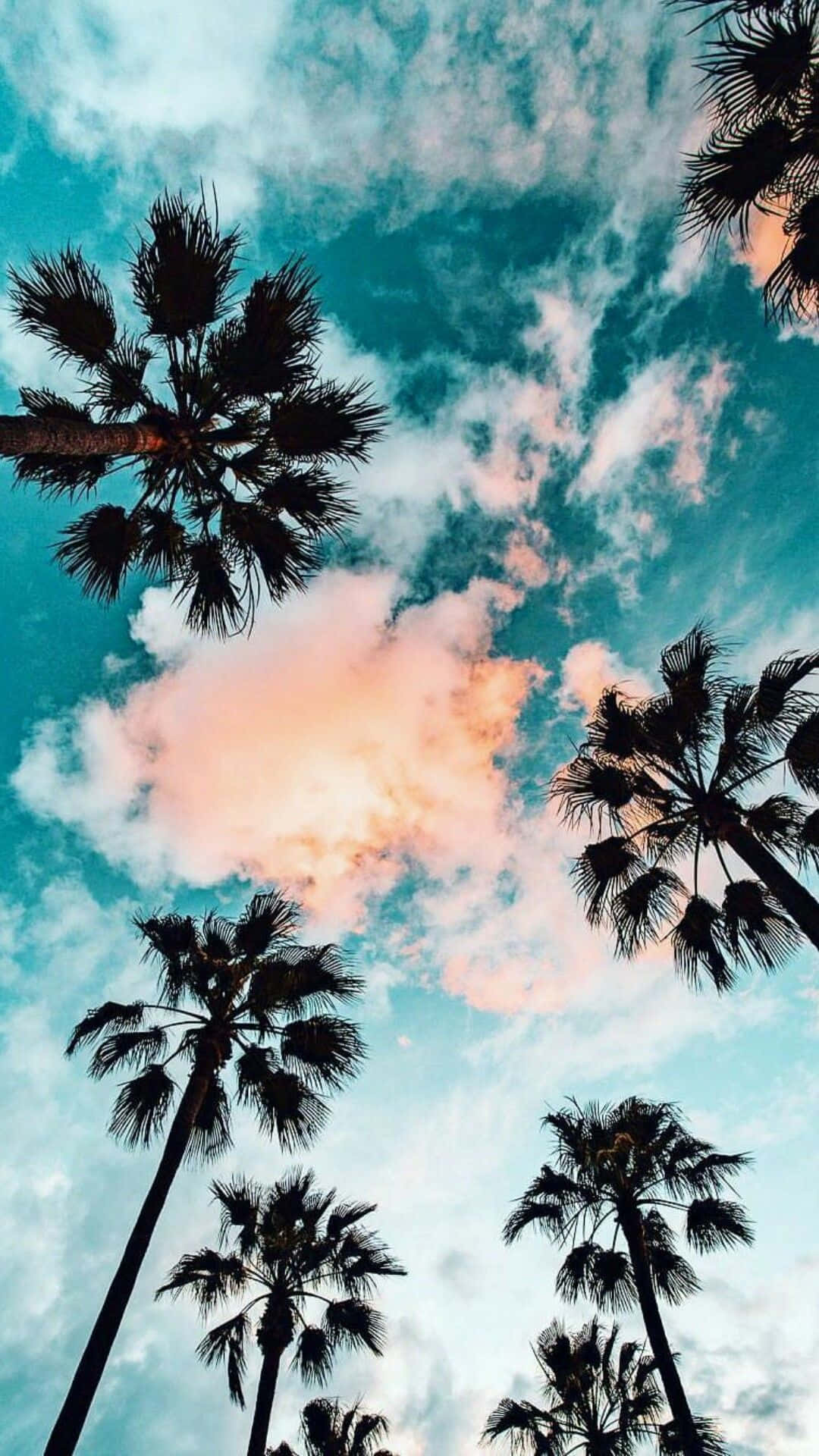 A group of palm trees with clouds in the background - Palm tree