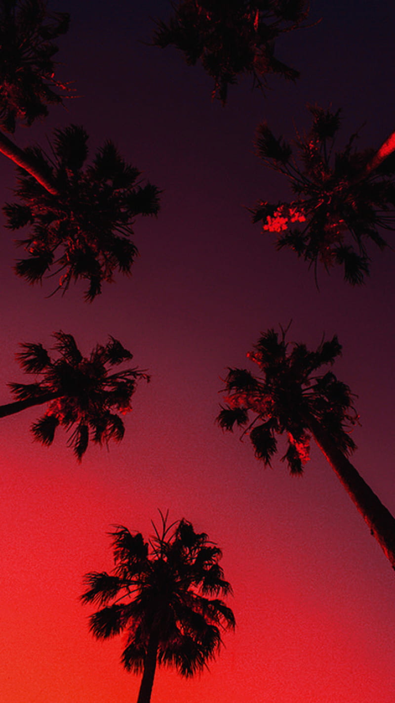 Palm Trees, aesthetic, red, HD phone wallpaper