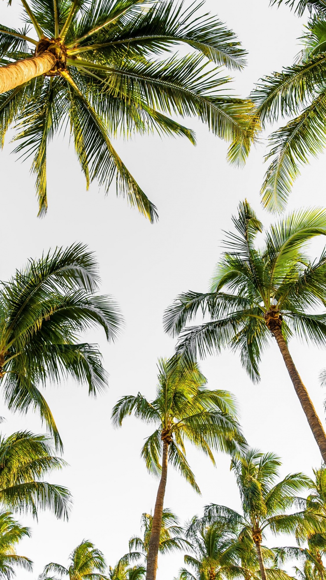 low angle photography of palm trees wallpaper for Insignia 5X