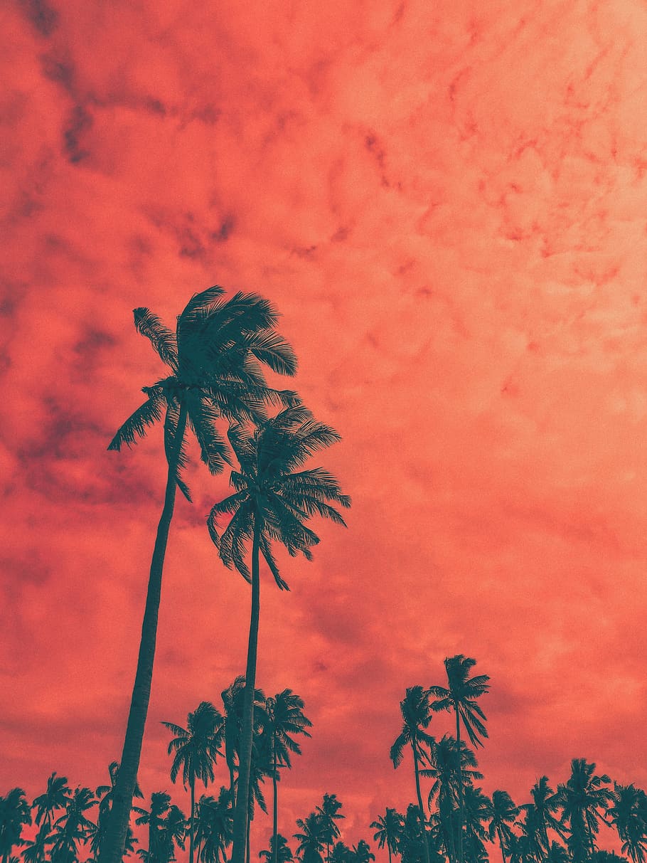 HD wallpaper: Coconut Palm Trees, art, backlit, beautiful, clouds, coconut trees