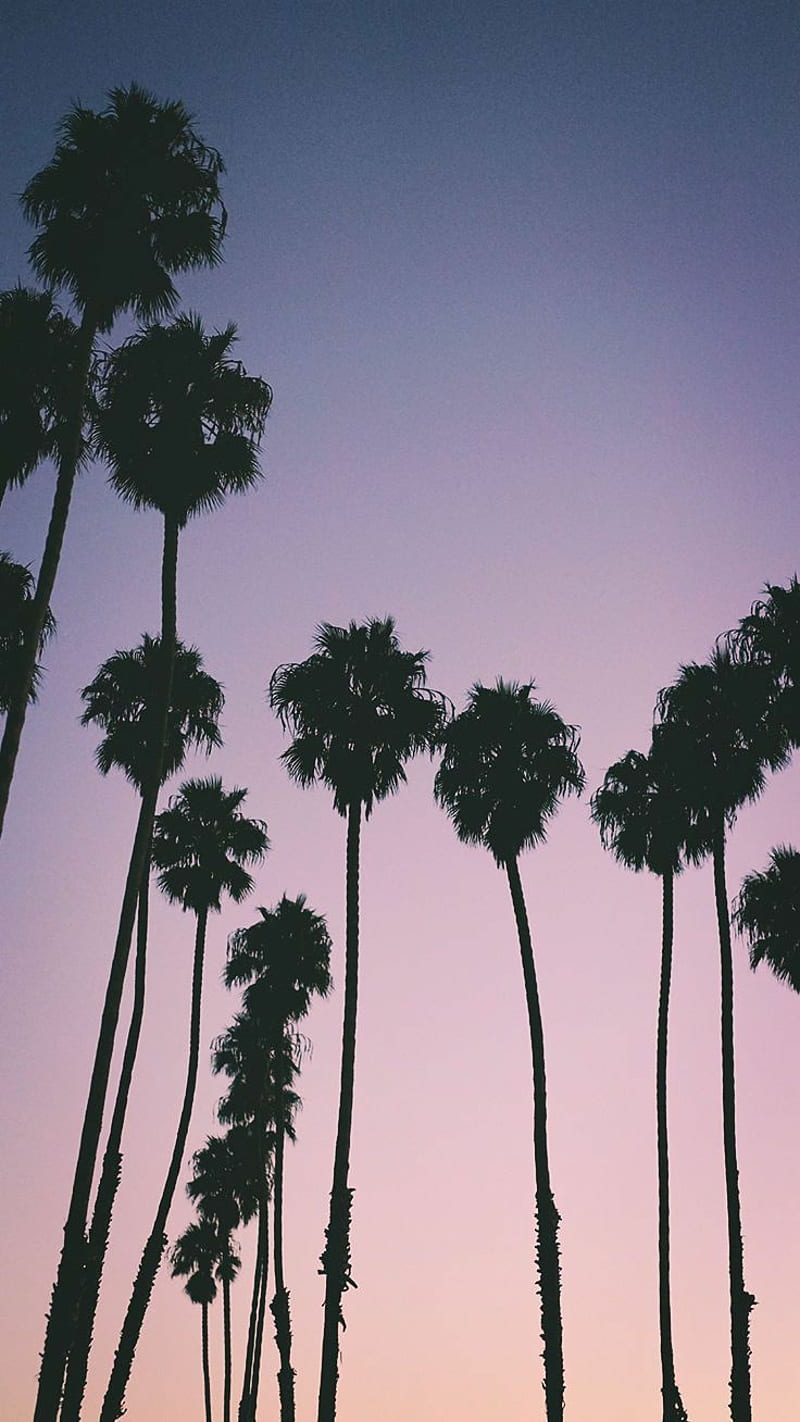 A photo of palm trees with a purple and blue sunset in the background - Palm tree, Los Angeles