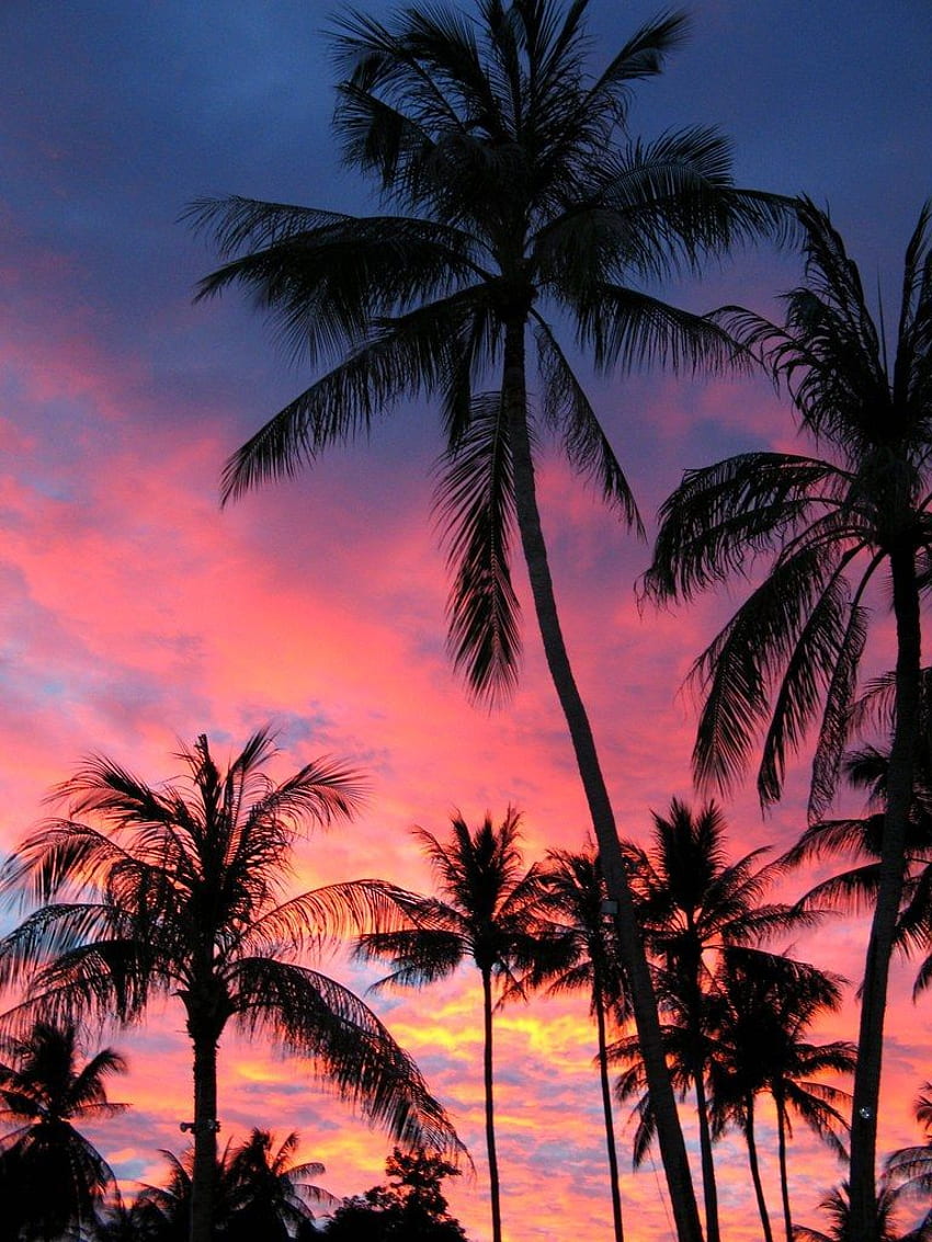 A sunset is seen over palm trees - Palm tree