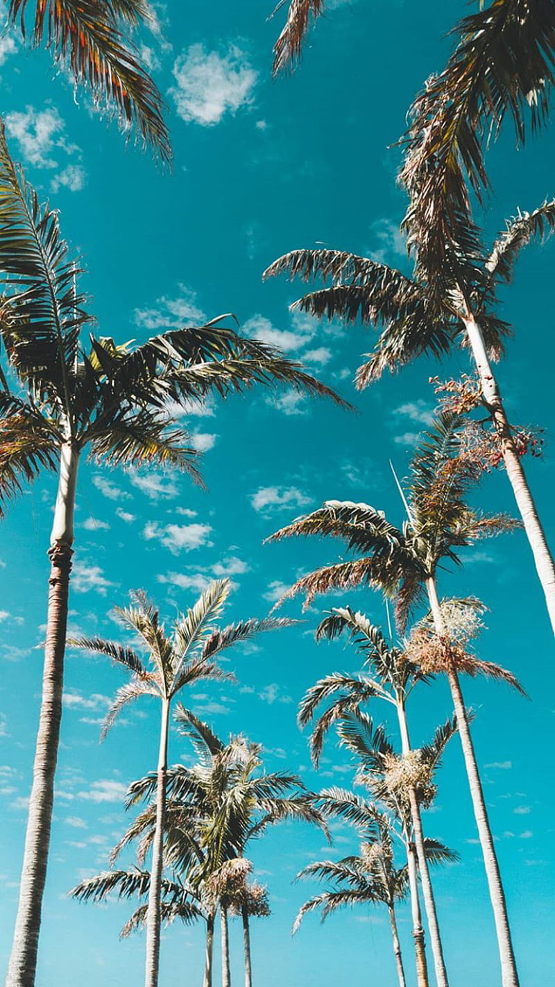Trees, beach, palm, south, HD phone wallpaper