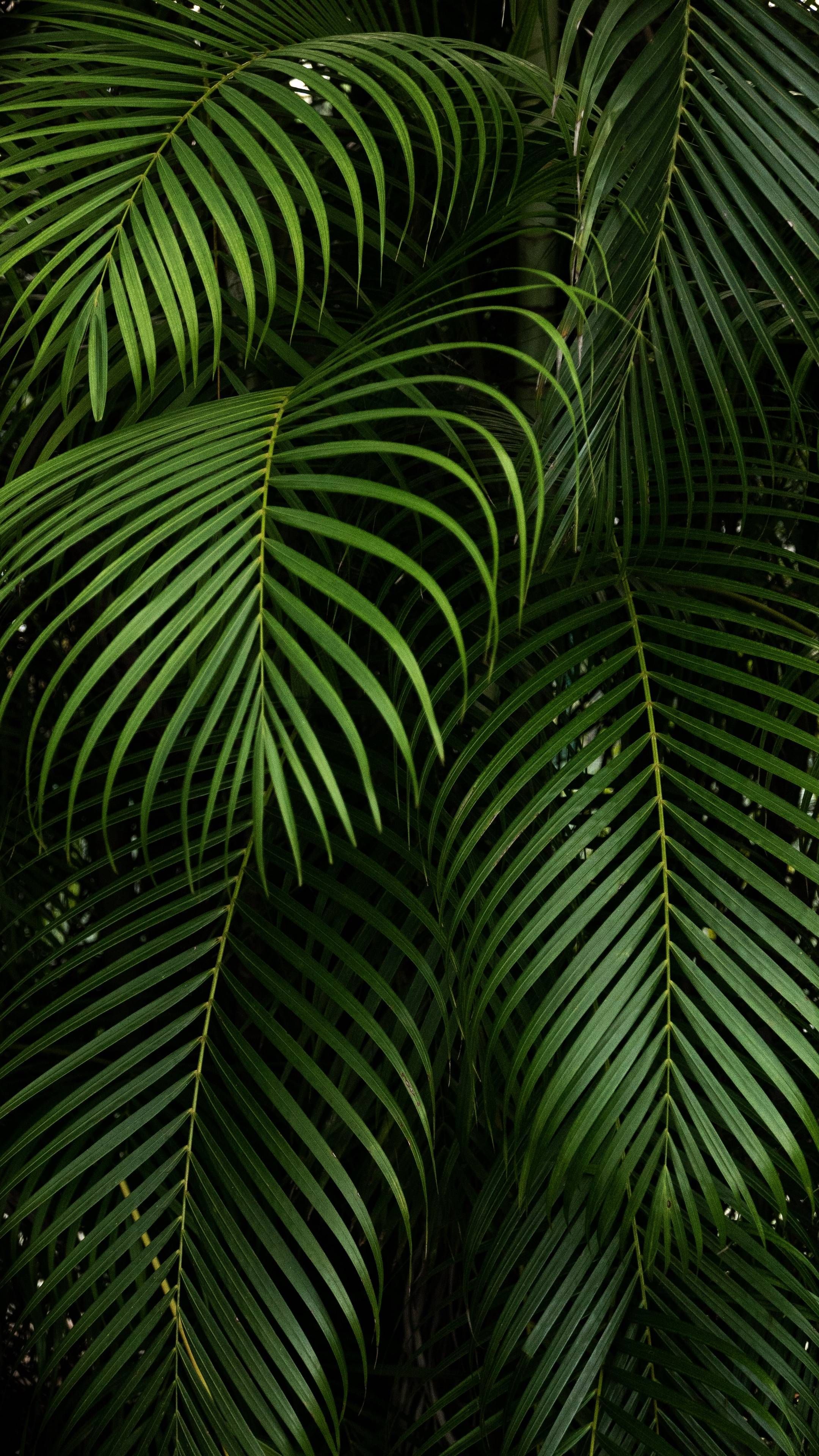 A close up of palm leaves in a forest. - Plants, leaves