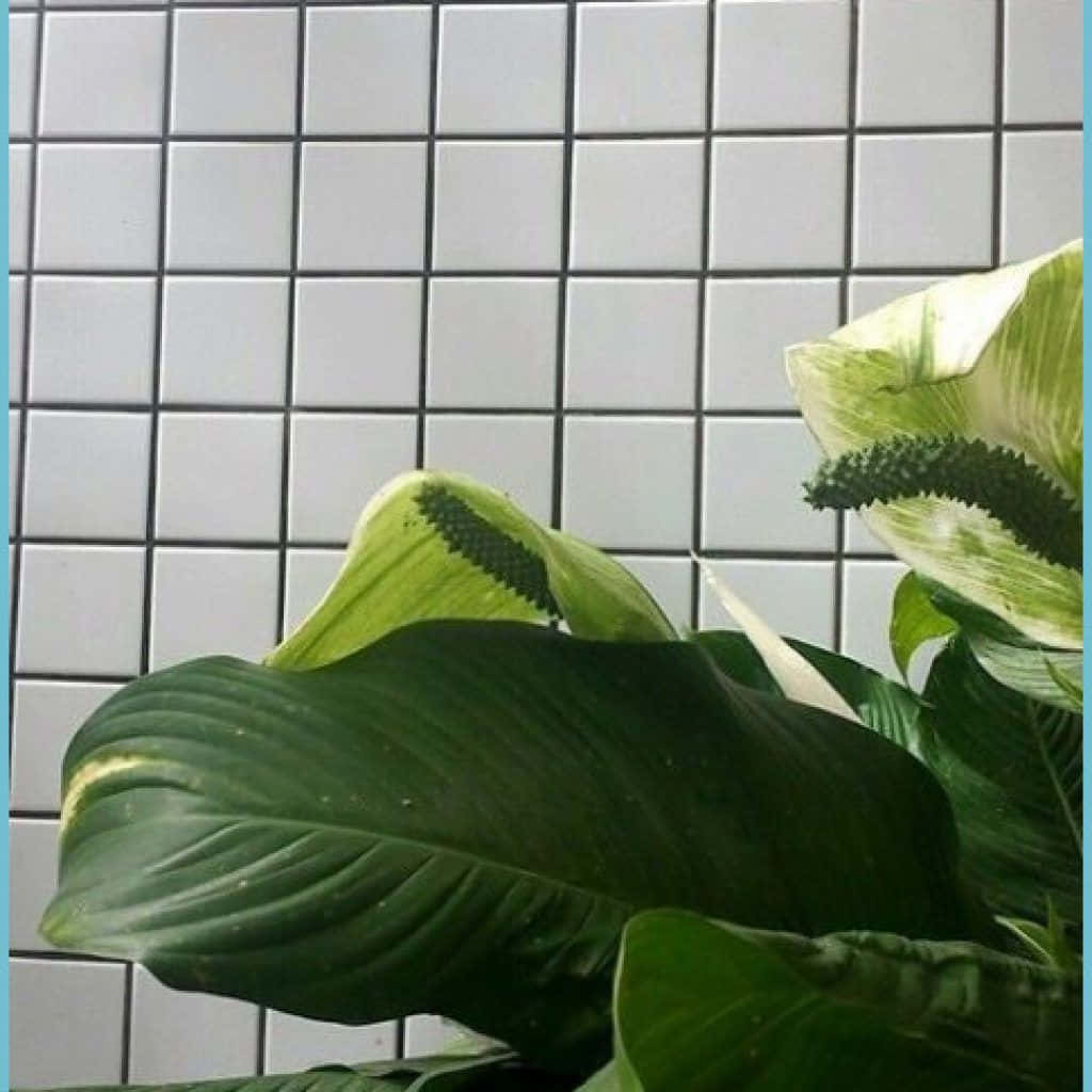 Download Green Plant Aesthetic Wallpaper