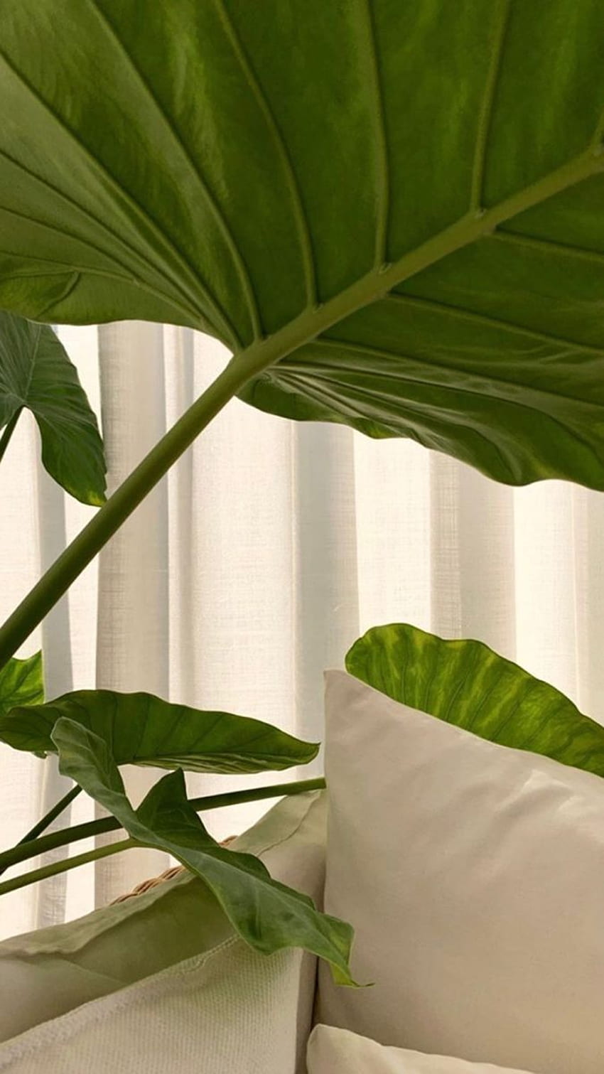 plant aesthetic HD wallpaper