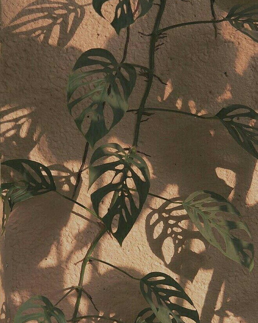 Tumblr. Aesthetic iphone, Plant aesthetic, Plant, Plant Shadow HD phone wallpaper