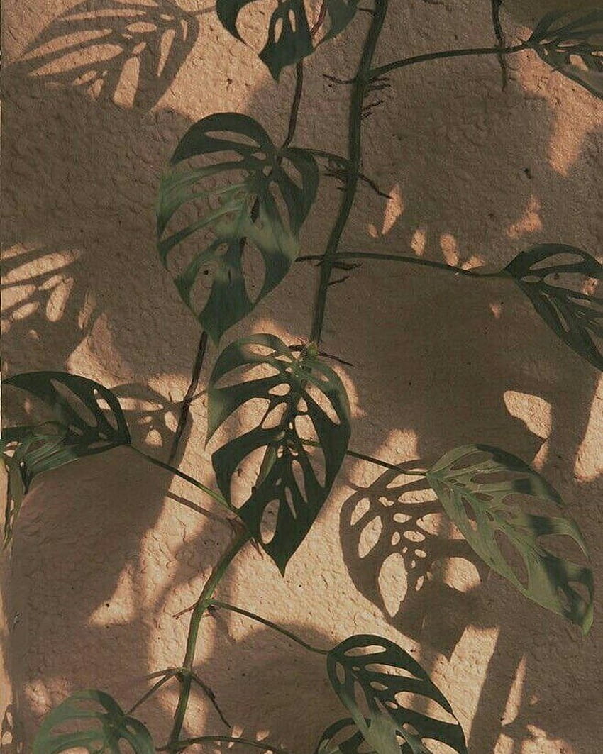 A plant with leaves on it is in the shadows - Plants