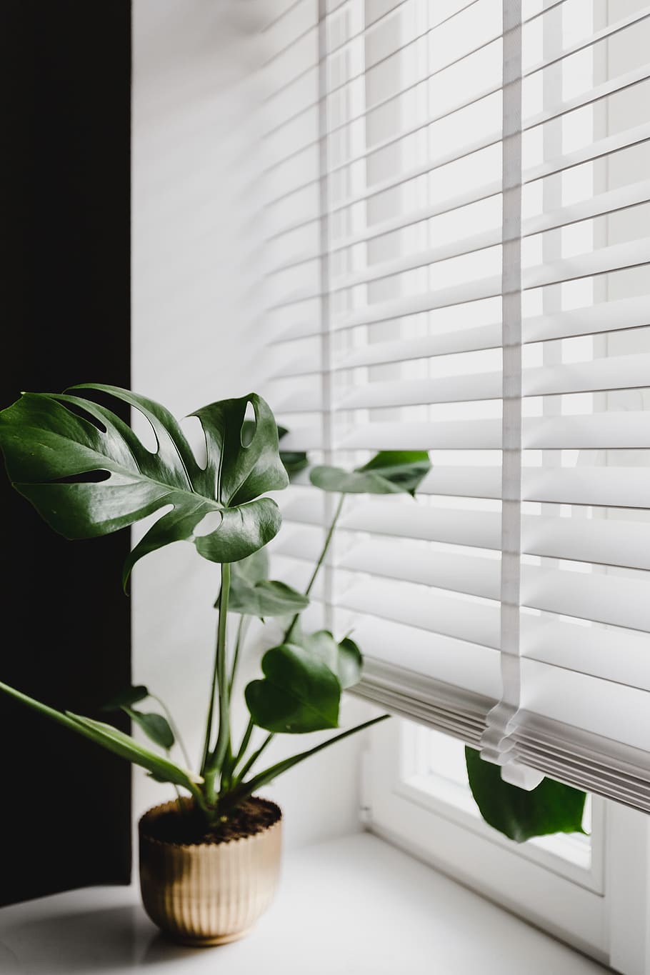 A plant sitting in front of white window blinds - Plants