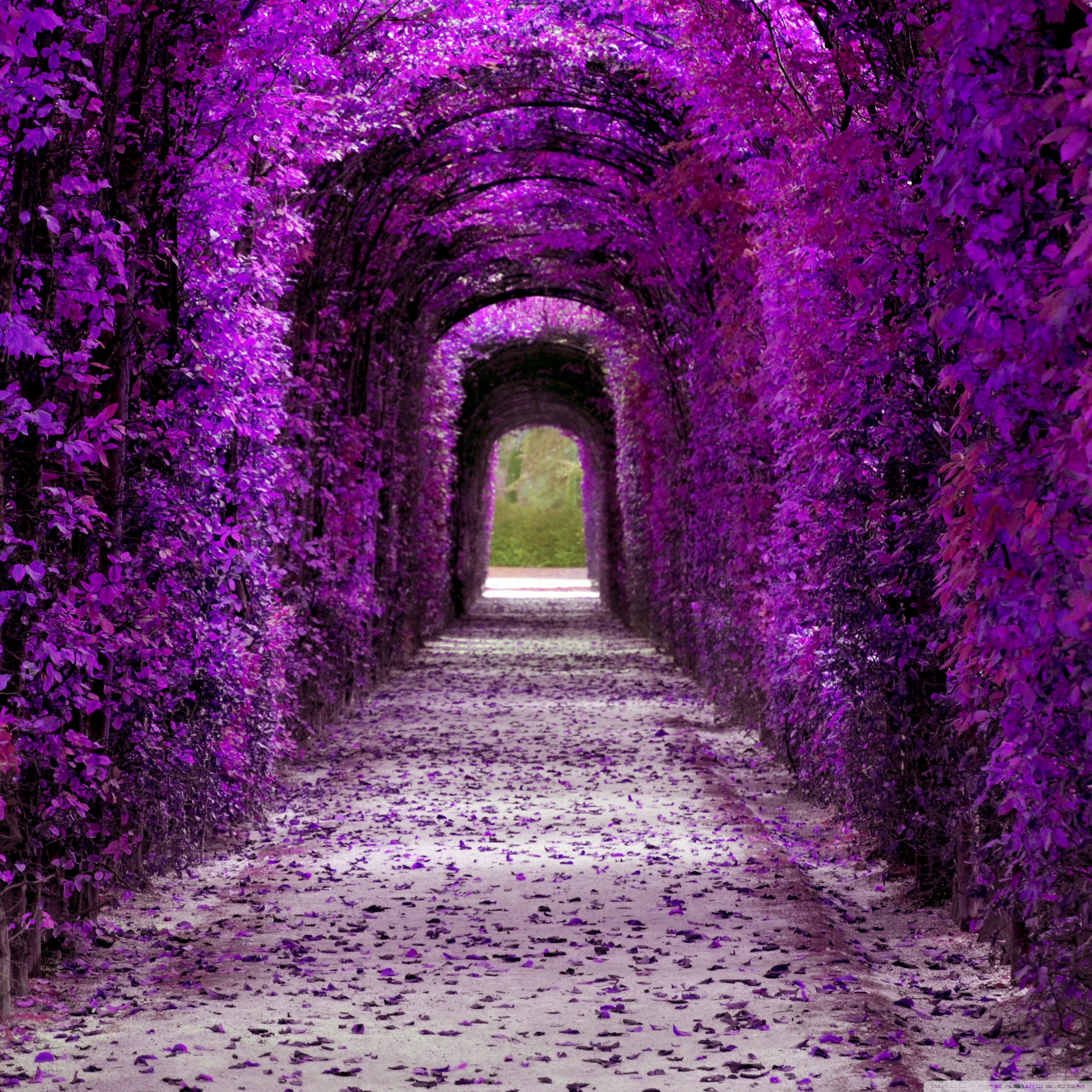 Purple Plant Tunnel, Aesthetic Ultra HD Desktop Background Wallpaper for 4K UHD TV : Widescreen & UltraWide Desktop & Laptop : Tablet