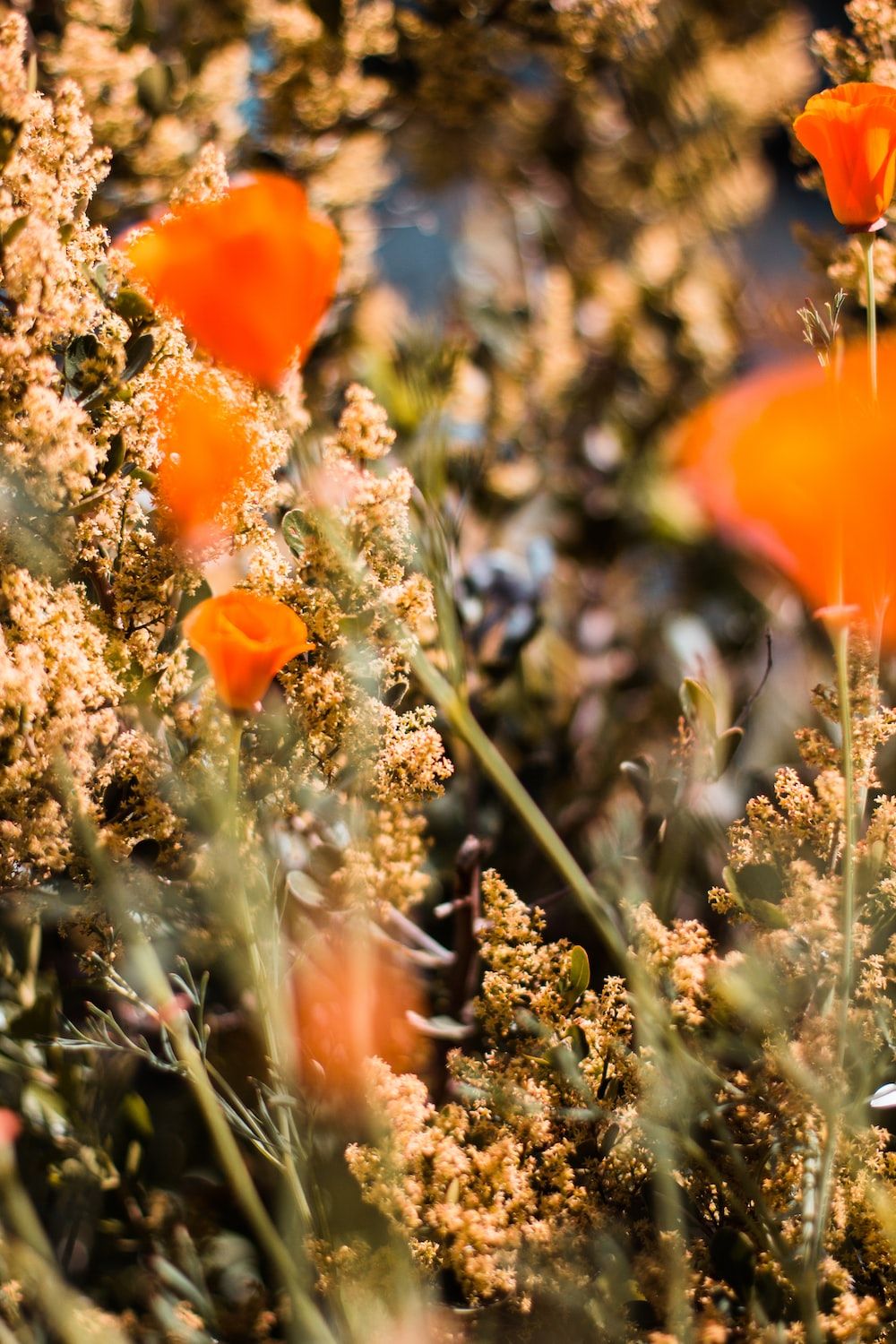 orange flower in tilt shift lens photo