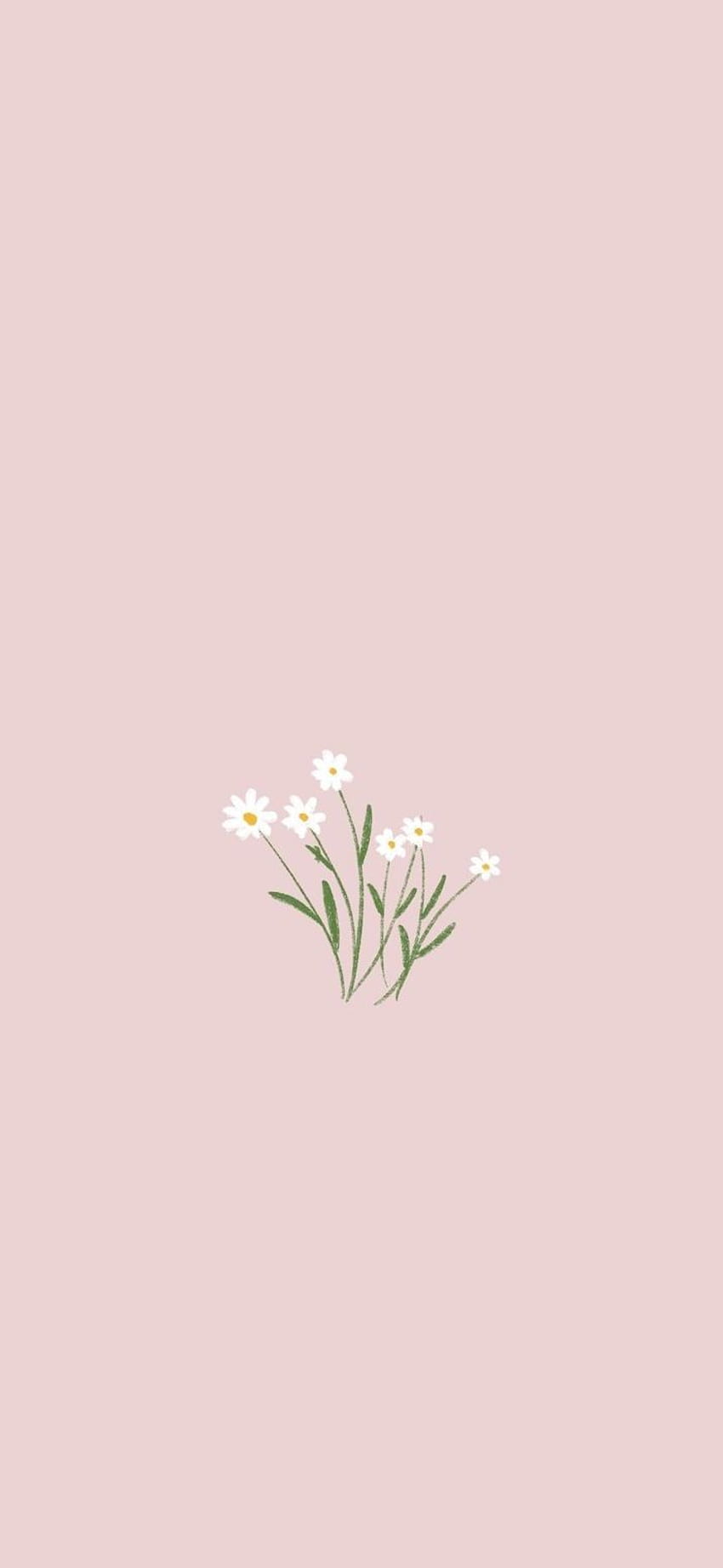A white flower on pink background - Minimalist