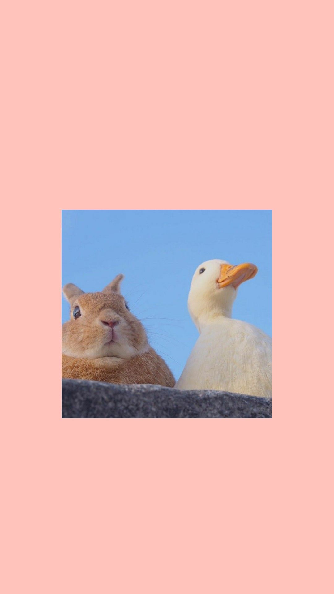 A duck and rabbit sitting next to each other - Duck