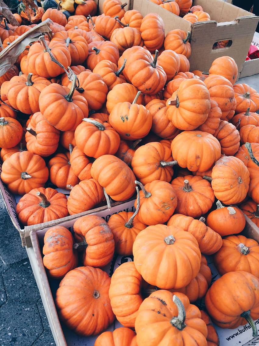 Pumpkins. fallin' for fall in 2019. Pumpkin, Aesthetic Pumpkin HD phone wallpaper