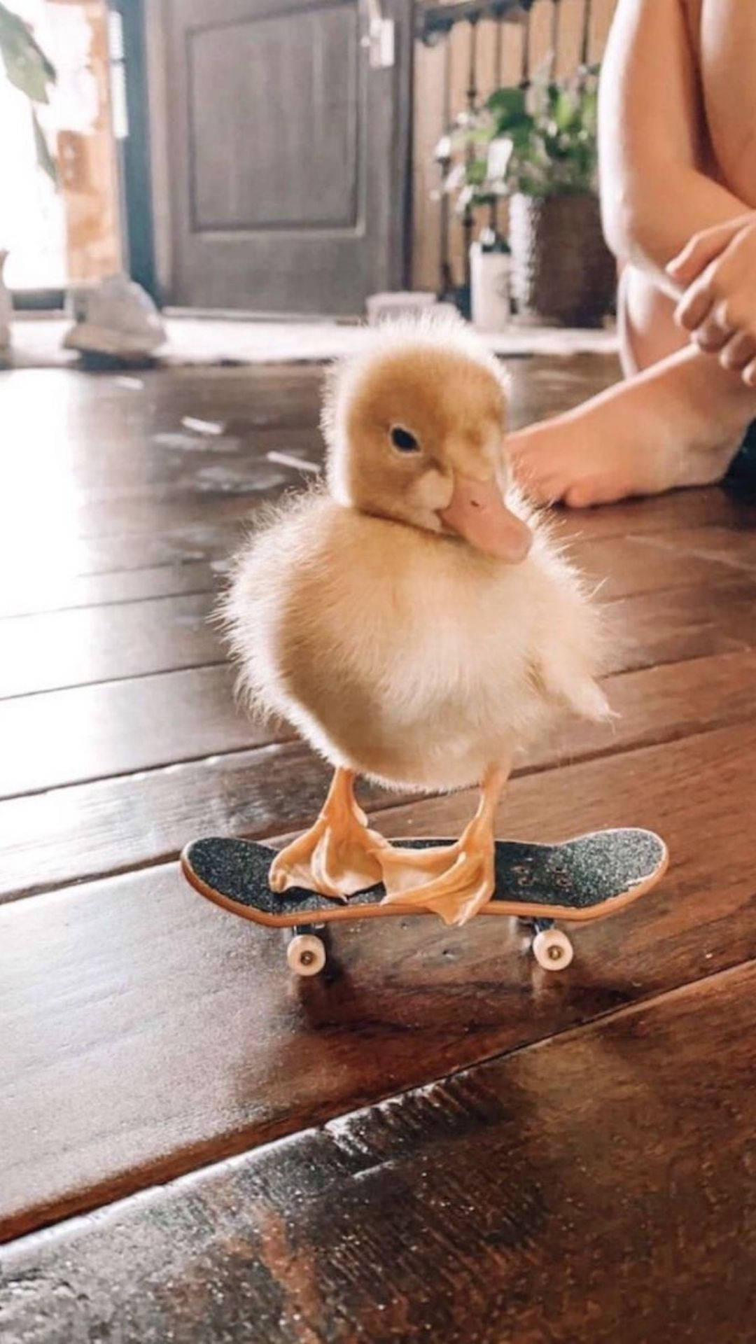 A duck riding on top of skateboard - Duck