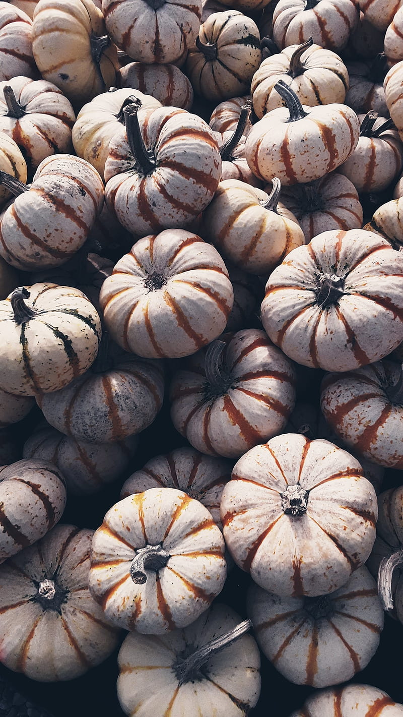 Pumpkin Grey, autumn, fall, halloween, halloween pumpkins, pumpkins, thanksgiving, HD phone wallpaper