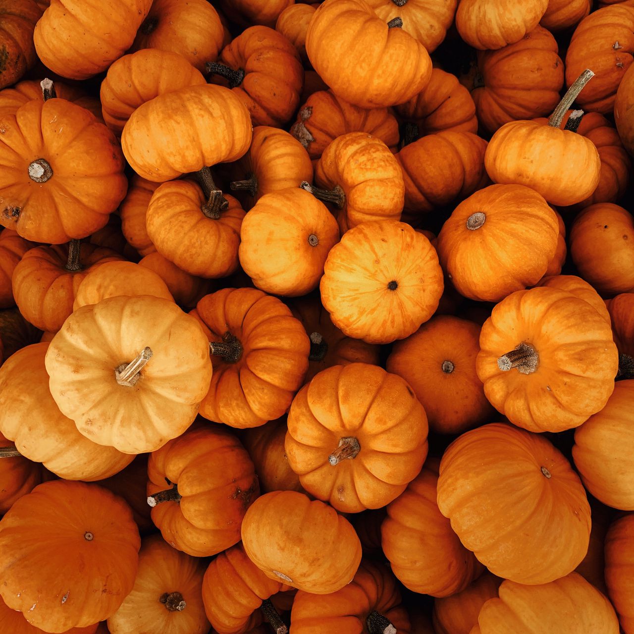 A pile of small orange pumpkins - Pumpkin
