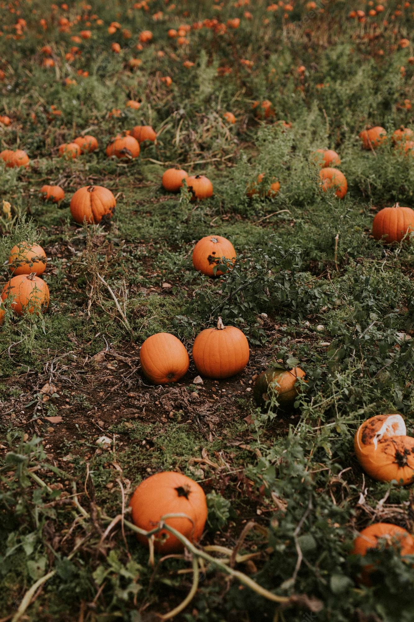 A pumpkin patch with a variety of pumpkins of different sizes and shapes. - Pumpkin