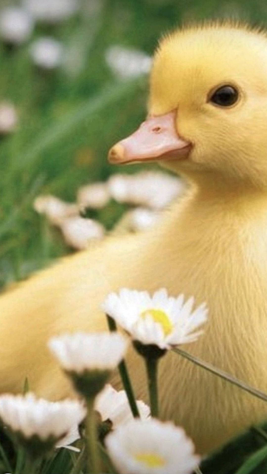 A cute little duckling sitting in the grass with daisies - Duck