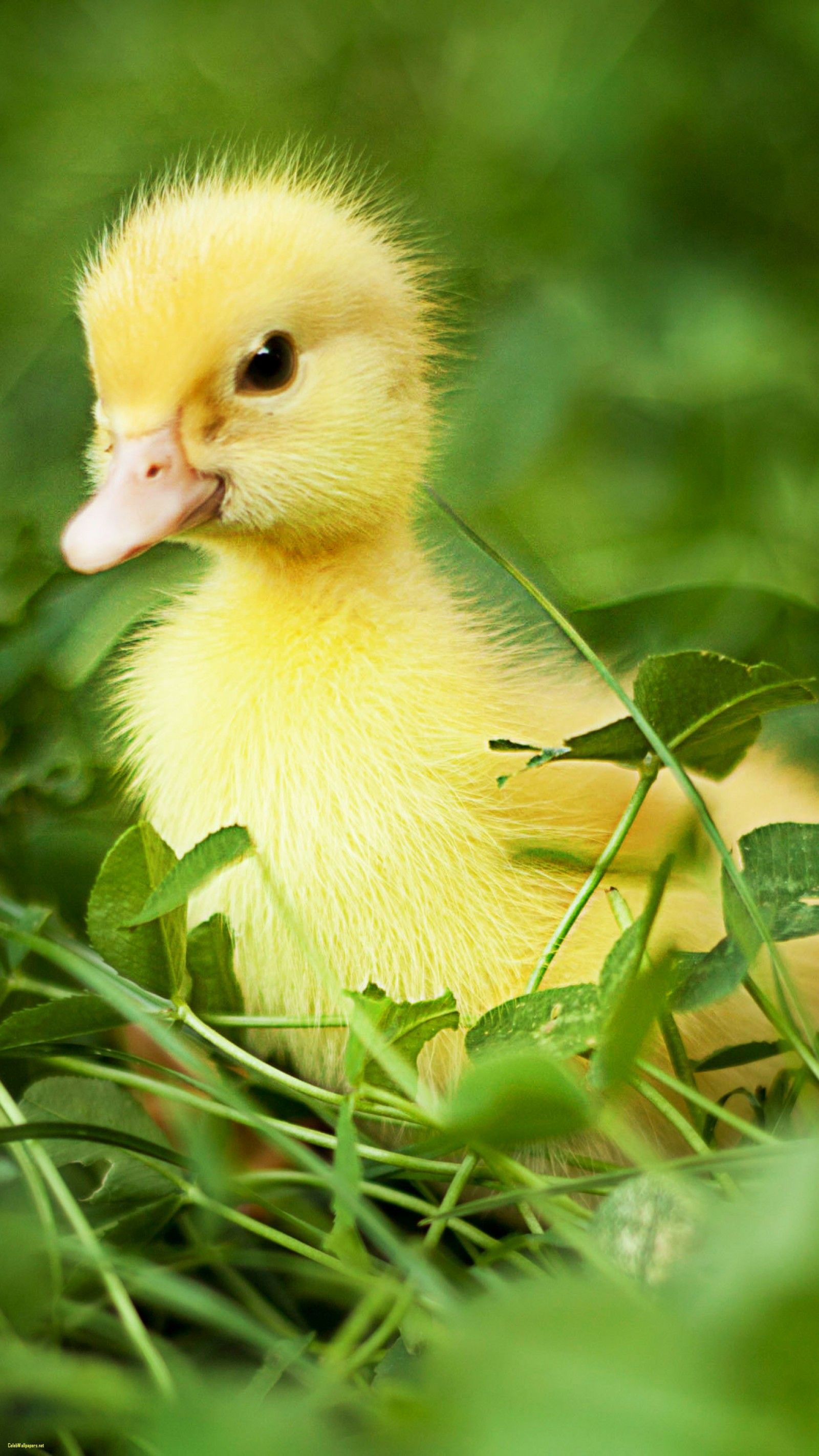 A yellow duck sitting in the grass - Duck