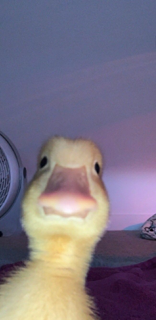 A duck with its head tilted to the side. - Duck